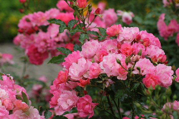 Top 7 barbecues gaz 2 bruleurs pour vos grillades